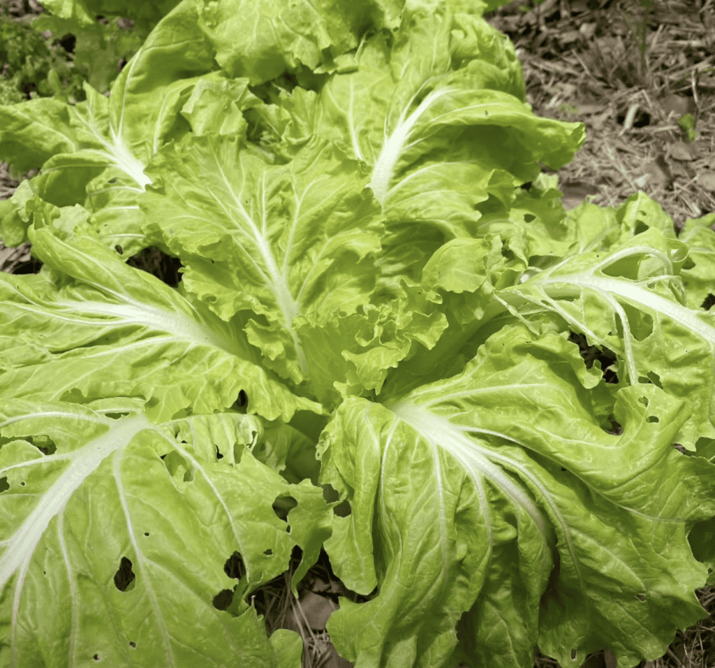 heat tolerant greens